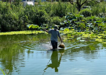 太平溪人工濕地鄰近臺東馬偕醫院、著名台東媽祖廟東海龍門天聖宮，是兼具污水處理以及生物棲地營造的污水處理設施
