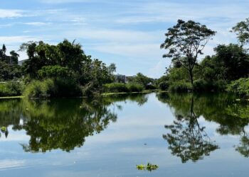 『濕地』具有分解污染物轉化為生物的養分、營造生物棲地的功能性
