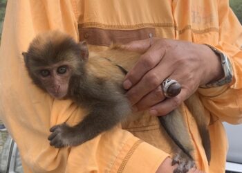 臺東縣政府提醒民眾臺灣獼猴雖從保育類野生動物調整為一般類野生動物，但衹要是野生動物均不得侵擾、飼養及繁殖