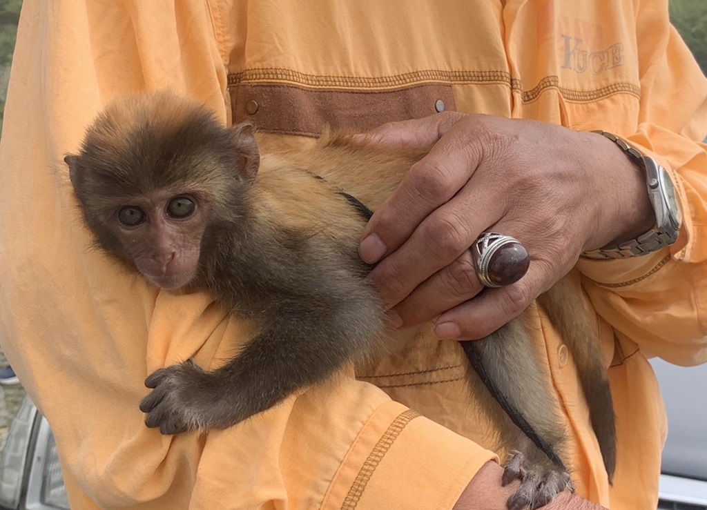 臺東縣政府提醒民眾臺灣獼猴雖從保育類野生動物調整為一般類野生動物，但衹要是野生動物均不得侵擾、飼養及繁殖
