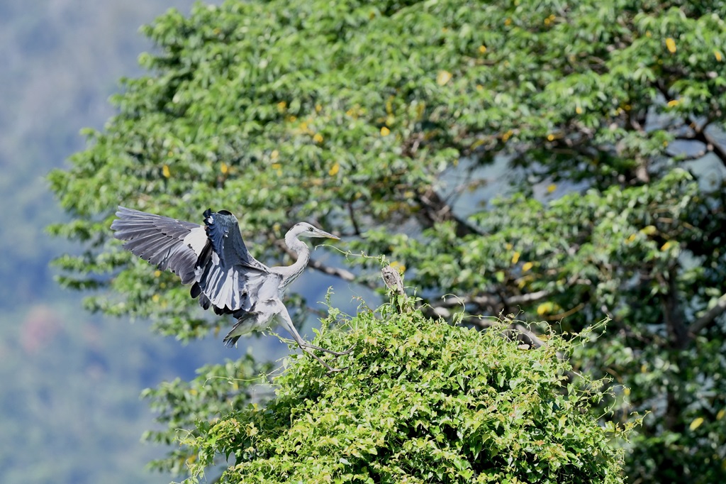 關山人工濕地，候鳥點綴