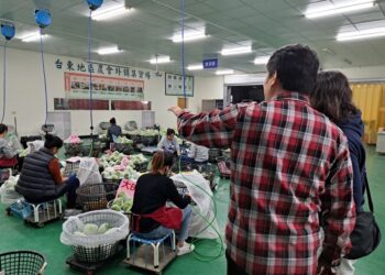 臺東鳳梨釋迦自112年成功恢復輸陸後，再次迎來喜訊，陸方新註冊3家包裝廠及1367筆果園