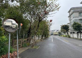 行道樹不是我們的樹　道安危機頻傳還給用路人安全的道路