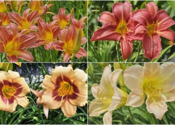 後山小調/金針花盛開　祝福母親節快樂！