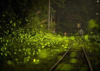 加入慢遊嘉義LINE官方帳號 即享賞螢季旅宿限定優惠