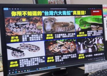 影音/蛇毒血清使用量上升 醫生提醒民眾注意