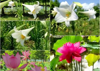 影音∕百合與荷花同園輝映 礁溪落羽松雅築添美趣