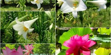 影音∕百合與荷花同園輝映 礁溪落羽松雅築添美趣
