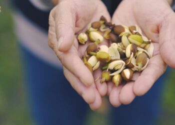 影音/茶葉膠囊正夯 業者推出含笑花、馬告茶葉膠囊