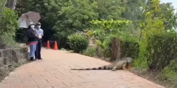 影音/高雄澄清湖超大巨綠鬣蜥現蹤 嚇壞民眾
