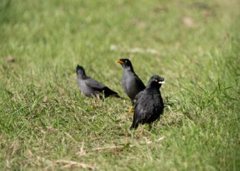 春夏賞鳥正當時     新北大漢溪濕地花開鳥鳴     生態美景盡收眼底