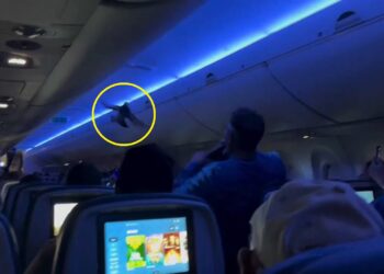 影音/達美航空客機上鴿子亂飛 乘客傻眼