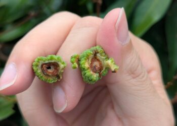 中部時值荔枝細蛾發生期   農改場籲請農友及早防治