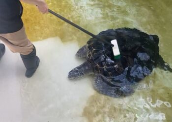 影音/工作人員清掃水池 海龜跑來討刷背背