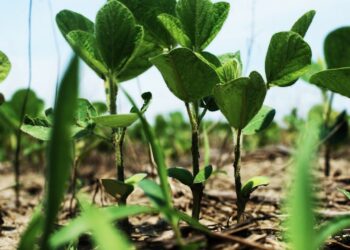 美國黃豆產業力行永續生產  打造綠色供應鏈