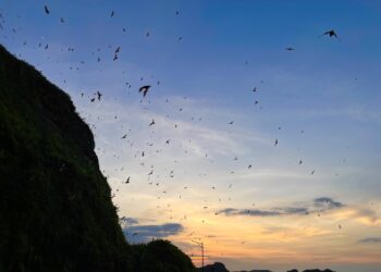 雙喜！（蝠路雙全）、（褒出海島人生）榮獲美國休斯頓國際影展金獎、銀獎. 鄧文斌導演製作團隊再次為台灣爭光。