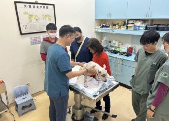 重傷癱瘓遭棄牛頭㹴喜獲重生 眾人努力逆轉浪犬命運