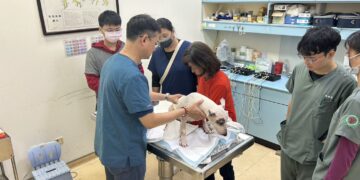 重傷癱瘓遭棄牛頭㹴喜獲重生　眾人努力逆轉浪犬命運
