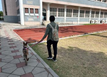 屏縣動保條例今起上路 遛狗不繫繩最高開罰1萬5