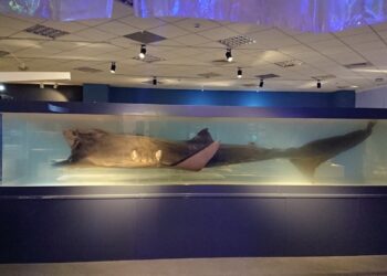 端午連假潮玩海科館！　海科邀您探索不一樣的海洋魚遊假期