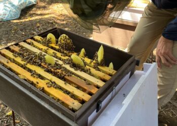 福智教育園區啟動「蜜蜂課程」有成 實踐食農與護生理念,親師生開啟養蜂人生 讓永續札根於校園