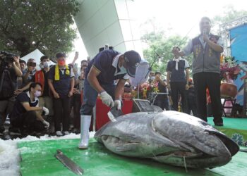 從南方澳到淡水魚市  黑鮪魚解體秀6月6日登場  視覺味蕾雙饗宴