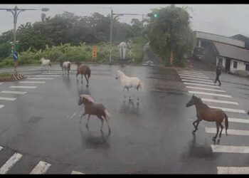 影音/壯圍鄉馬場馬兒竄出上路 警方對馬主開單