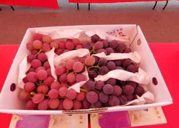 「食在地、享當季」 大村鄉農會舉辦「葡萄產業推廣與行銷活動」