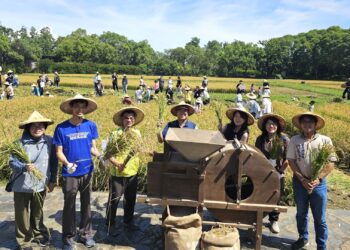 六堆地景區金黃稻穗隨風飄逸　200位大小朋友糯米大豐收