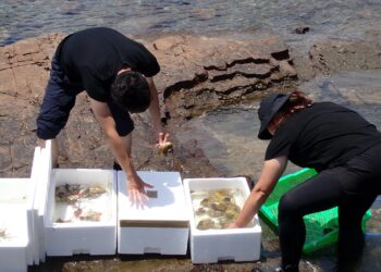 為海洋盡心力     新北卯澳灣珊瑚移植工作坊限額招募25名志工     6/2 中午搶先報名