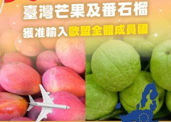 農產外銷好消息! 我國芒果及番石榴獲准輸入歐盟