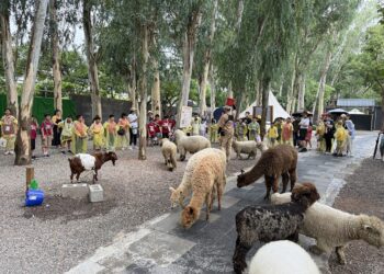 113學年度嘉義縣融合國語文能力競賽 創造普特合作環境