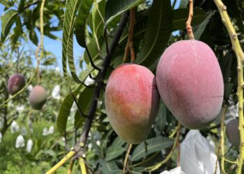 天然ㄟ尚好！高樹在欉黃「農民黨芒果」季節限定