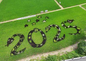 關渡彩繪稻田美翻！2025限定圖騰閃耀吸睛