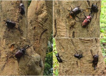 影音/蟲蟲嘿咻! 深溝園區上演愛愛秀!
