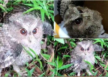 領角鴞母子落難 警民協力救援