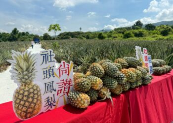 社頭山腳鳳梨產季   山腳鳳梨肉質細緻「酸、甘、甜」風味 深受消費者喜愛