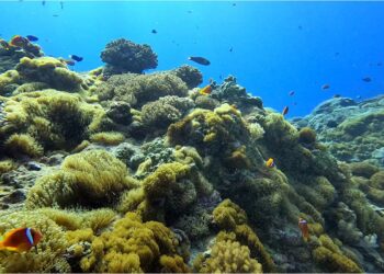 綠島小丑島生態重現生機  東管處潛點監測記錄海域生態修復過程