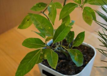 新北萬金杜鵑攝影展6/4登場     限量烏來杜鵑花苗免費送     邀您賞美景、植好樹