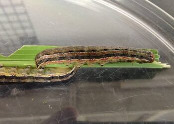 分秘夜蛾入侵中部稻田   臺中農改場籲請稻農加強防範以降低危害