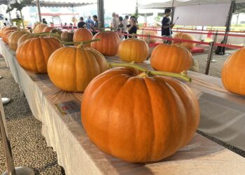 732斤大南瓜王誕生!淡水南瓜展售會本週登場  歡迎全家來共襄盛舉