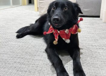 從浪犬到狗老師 打造人與動物共好的療癒藍圖