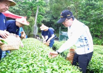 金寶電子實踐ESG     與深坑農會合作食農教育     員工體驗茶農文化推永續