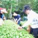 金寶電子實踐ESG     與深坑農會合作食農教育     員工體驗茶農文化推永續