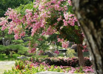 成美文化園暑假優惠搶先看   粉紅花海夢幻綻放 親子同行精彩不間斷