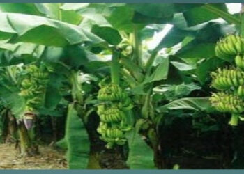 客家(四縣)白話語文(文法)研究:689第五課 客語文(狀聲詞語音特徵)文法 (課文一字一語對照錄音)