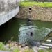 別讓城市成為棄養的庇護所    屏東2公園鴨鵝數量過多