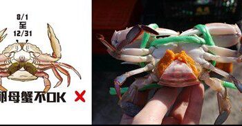 漁業處籲全民保育蟳蟹資源  新北8/1起禁捕抱卵母蟹  違者最高罰15萬!