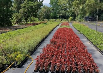 共築綠色新北 免費造林苗木開放申請 助市民、社區、學校打造永續環境