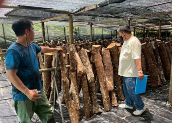 苗栗原鄉林下經濟有成 三部落獲選示範基地推動段木香菇產業升級
